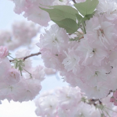 卧龙FurryQQ群介绍